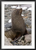 Framed Antarctica, Cuverville Island, Antarctic fur seal