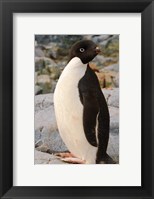 Framed Antarctica, Petermann Island. Adelie penguin