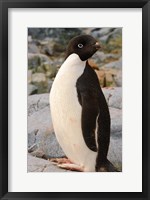 Framed Antarctica, Petermann Island. Adelie penguin