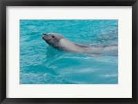 Framed Antarctica, Pleneau Island, Crabeater seal