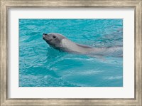 Framed Antarctica, Pleneau Island, Crabeater seal