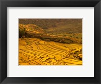 Framed Farmers Plant Rice, Luchun, Yunnan, China