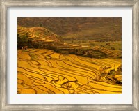 Framed Farmers Plant Rice, Luchun, Yunnan, China
