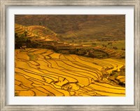 Framed Farmers Plant Rice, Luchun, Yunnan, China