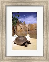 Framed Aldabran Giant Tortoise, Curieuse Island, Seychelles, Africa