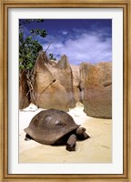 Framed Aldabran Giant Tortoise, Curieuse Island, Seychelles, Africa