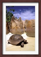 Framed Aldabran Giant Tortoise, Curieuse Island, Seychelles, Africa