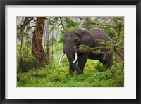 Framed African elephant, Ngorongoro Conservation Area, Tanzania