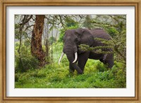 Framed African elephant, Ngorongoro Conservation Area, Tanzania