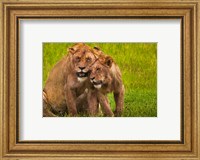 Framed African lions, Ngorongoro Conservation Area, Tanzania