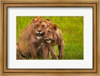 Framed African lions, Ngorongoro Conservation Area, Tanzania