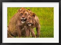 Framed African lions, Ngorongoro Conservation Area, Tanzania