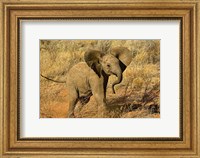 Framed Baby African Elephant, Samburu Game Reserve, Kenya