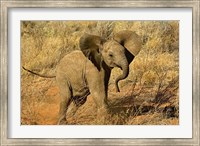 Framed Baby African Elephant, Samburu Game Reserve, Kenya