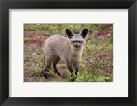 Framed Bat-eared fox, Serengeti NP, Tanzania.