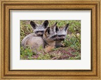 Framed Bat-eared foxes, Serengeti National Park, Tanzania