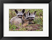 Framed Bat-eared foxes, Serengeti National Park, Tanzania