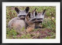 Framed Bat-eared foxes, Serengeti National Park, Tanzania