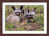 Framed Bat-eared foxes, Serengeti National Park, Tanzania