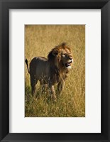 Framed Black maned male Lion, Panthera leo, Masai Mara, Kenya