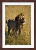 Framed Black maned male Lion, Panthera leo, Masai Mara, Kenya