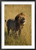 Framed Black maned male Lion, Panthera leo, Masai Mara, Kenya