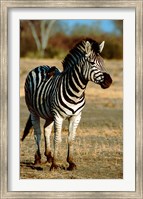 Framed Botswana, Chobe NP, Linyanti, Burchell's zebra