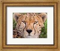 Framed Cheetah, Serengeti National Park, Tanzania