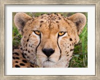 Framed Cheetah, Serengeti National Park, Tanzania
