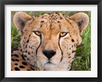 Framed Cheetah, Serengeti National Park, Tanzania