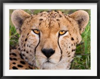 Framed Cheetah, Serengeti National Park, Tanzania