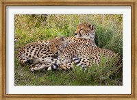 Framed Cheetahs, Serengeti National Park, Tanzania