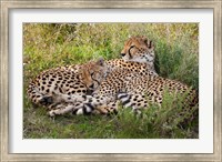 Framed Cheetahs, Serengeti National Park, Tanzania