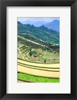Framed China, Yunnan, Yuanyang Co, Rice Terraces, Mount Ailo