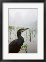 Framed Cormorant by the Li River, China