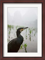 Framed Cormorant by the Li River, China