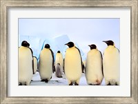 Framed Emperor Penguins, Atka Bay, Weddell Sea, Antarctica