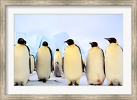 Framed Emperor Penguins, Atka Bay, Weddell Sea, Antarctica
