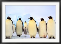 Framed Emperor Penguins, Atka Bay, Weddell Sea, Antarctica