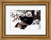 Framed Giant Panda With Bamboo, Wolong Nature Reserve, Sichuan Province, China