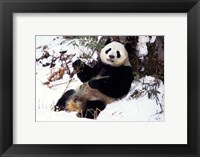 Framed Giant Panda With Bamboo, Wolong Nature Reserve, Sichuan Province, China