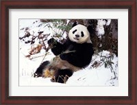Framed Giant Panda With Bamboo, Wolong Nature Reserve, Sichuan Province, China