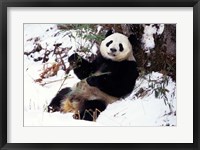 Framed Giant Panda With Bamboo, Wolong Nature Reserve, Sichuan Province, China