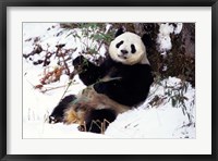 Framed Giant Panda With Bamboo, Wolong Nature Reserve, Sichuan Province, China