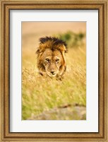 Framed Adult male lion, Panthera leo, Masai Mara, Kenya