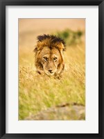 Framed Adult male lion, Panthera leo, Masai Mara, Kenya