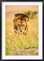 Framed Adult male lion, Panthera leo, Masai Mara, Kenya