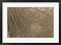 Framed African Elephant skin, Masai Mara, Kenya