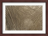 Framed African Elephant skin, Masai Mara, Kenya