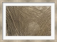 Framed African Elephant skin, Masai Mara, Kenya